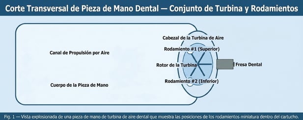 Corte Transversal de Pieza de Mano Dental