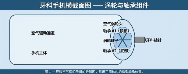 牙科手机横截面图